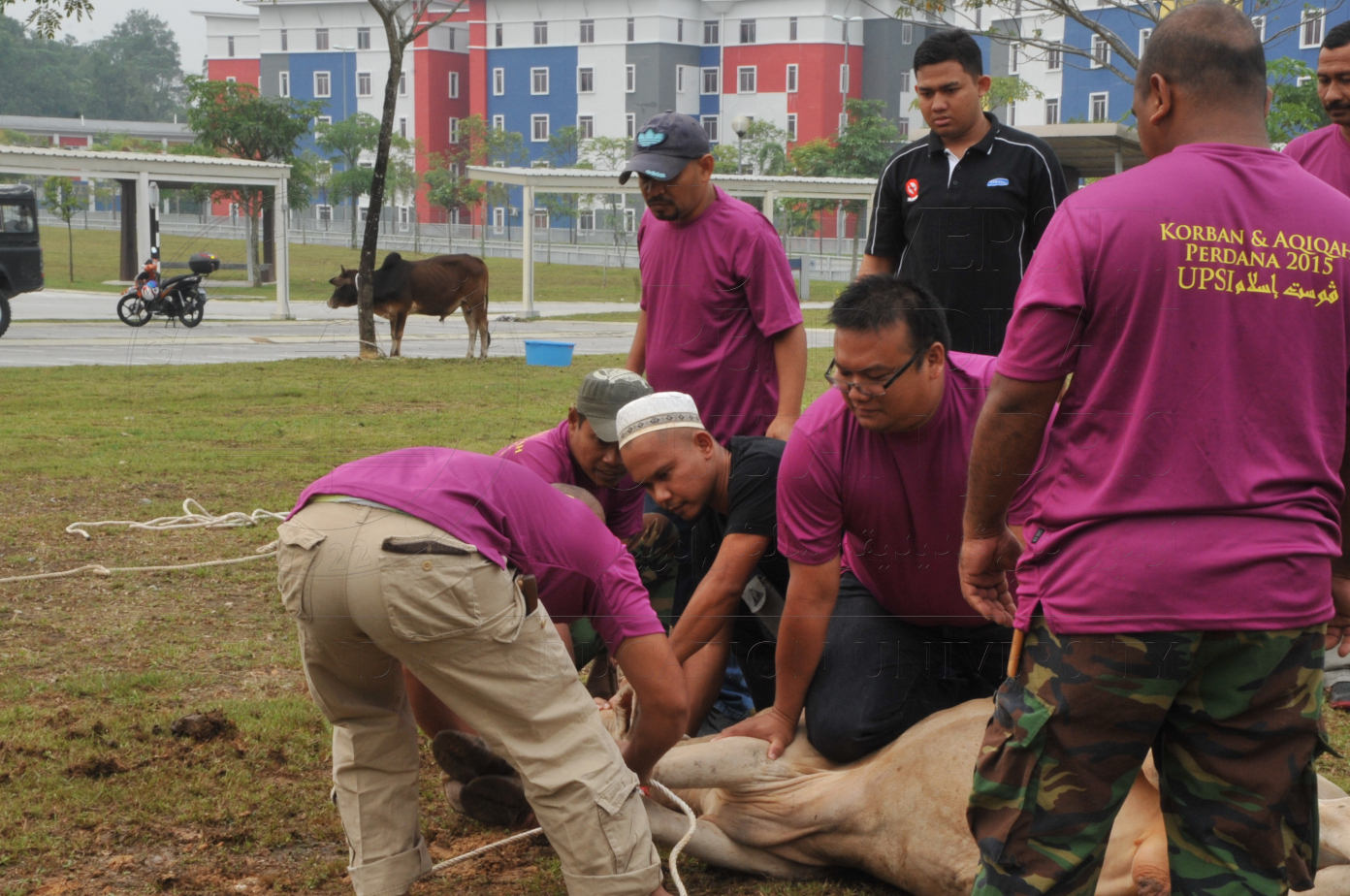 PRO15 150 KORBAN HAS 6679